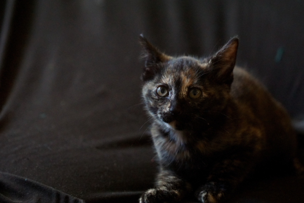 Chatons Club De Defense Des Animaux Paris 12