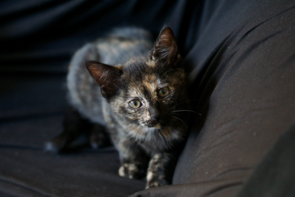 Chatons Club De Defense Des Animaux Paris 12