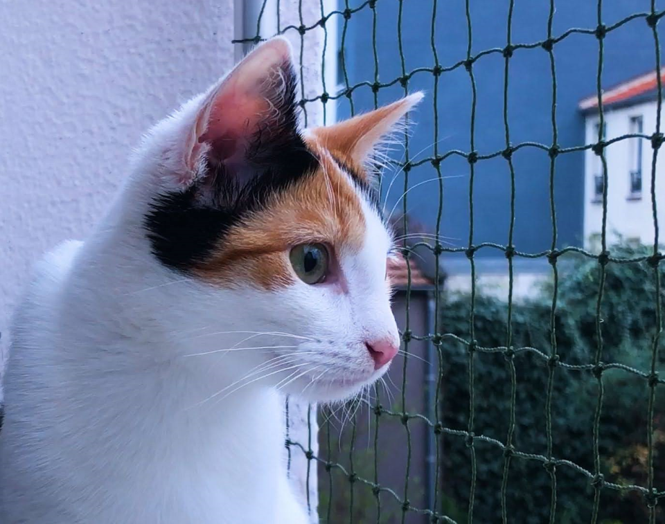 L’attribut alt de cette image est vide, son nom de fichier est chat-aubervilliers-1-960x.png.